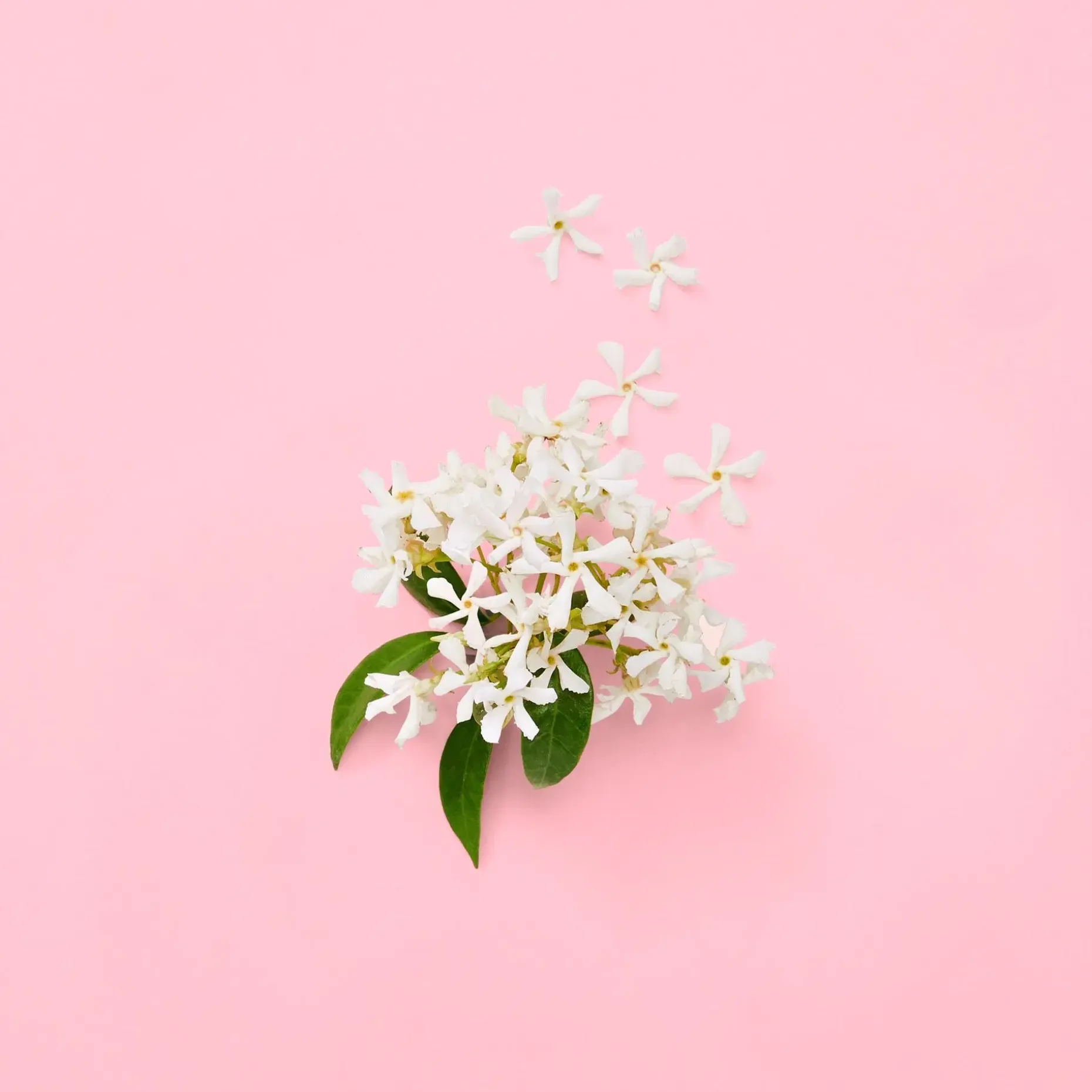 Gucci Flora Gorgeous Jasmin for Woman EdP tuoksu 30 ml