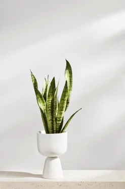 Iittala Nappula ruukku S 230x155mm valkoinen