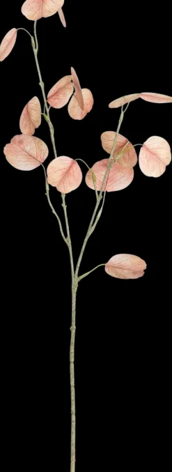 Mica decorations Sisustusoksa Eukalyptys 60 cm persikka