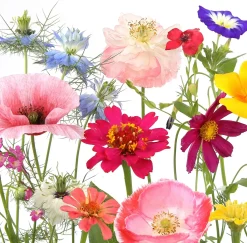 PAPER+DESIGN Tissue-lautasliina 33 x 33 cm Wildflower garden 3-krs, 20 kpl