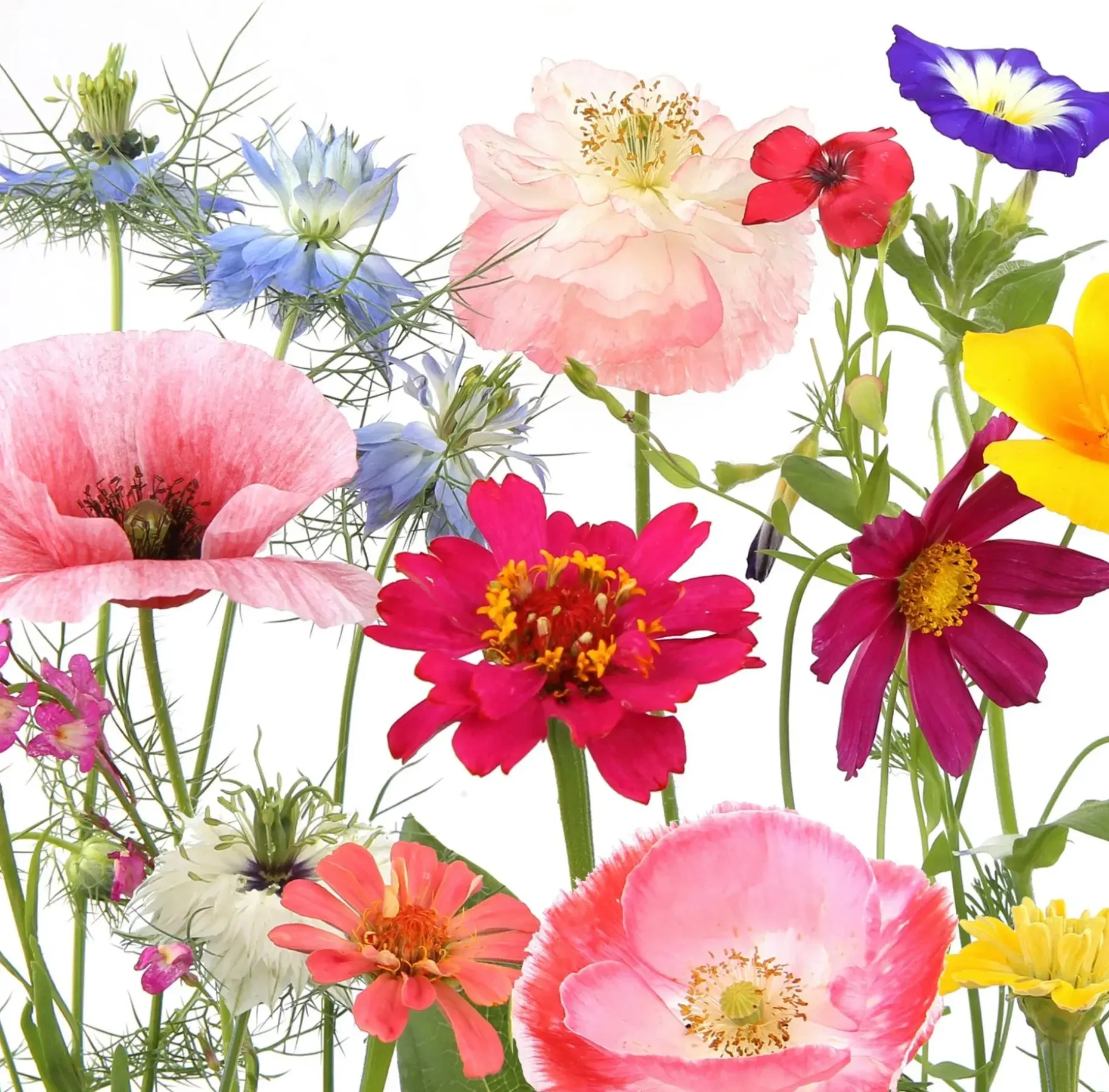 PAPER+DESIGN Tissue-lautasliina 33 x 33 cm Wildflower garden 3-krs, 20 kpl